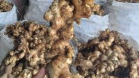 Tanaman Herbal