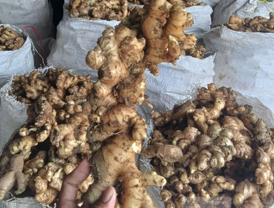Tanaman Herbal