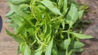 Daun Kemangi