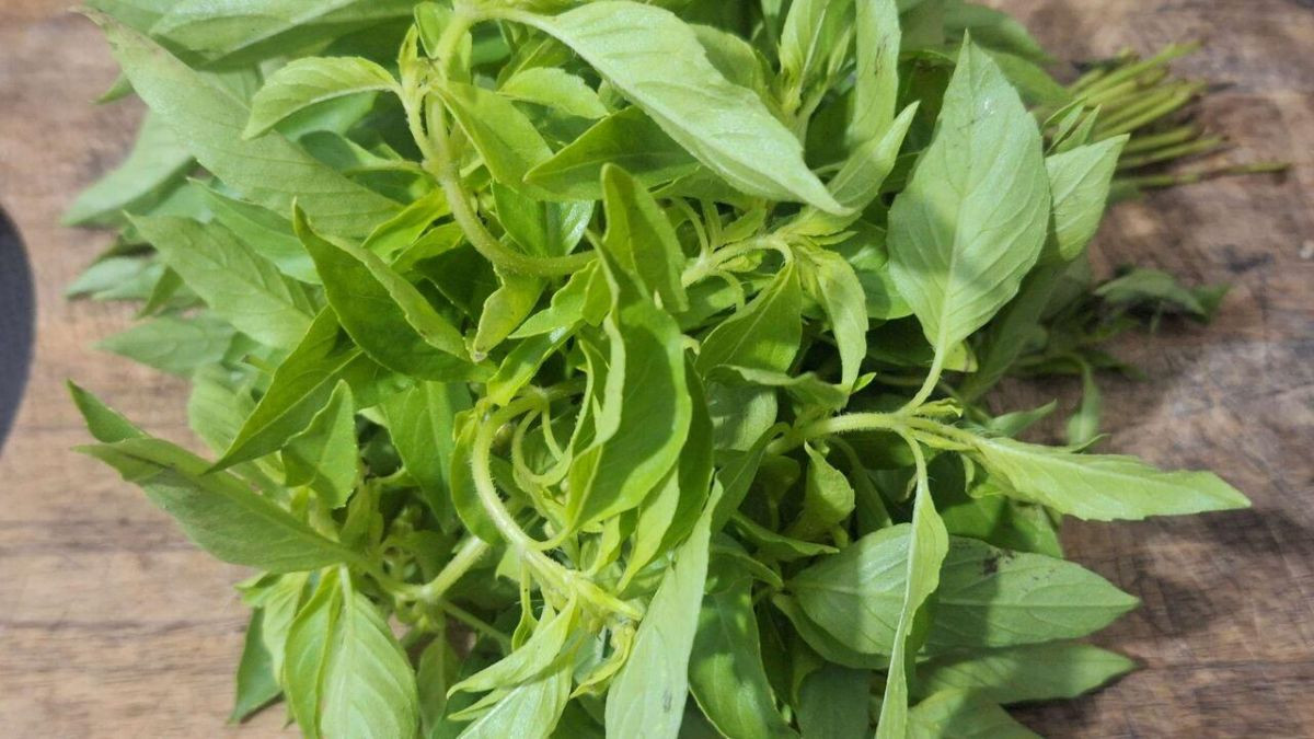 Daun Kemangi