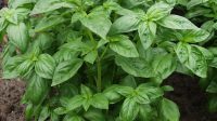 Manfaat Daun Kemangi
