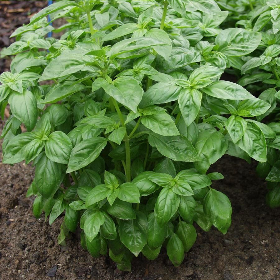 Manfaat Daun Kemangi