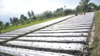 upload-1785146151613 Wakil Wali Kota Palu tanam tomat