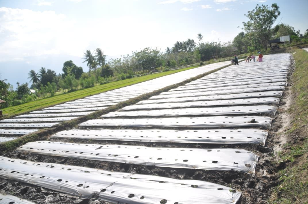 Wakil Wali Kota Palu tanam tomat