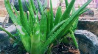 Manfaat aloevera