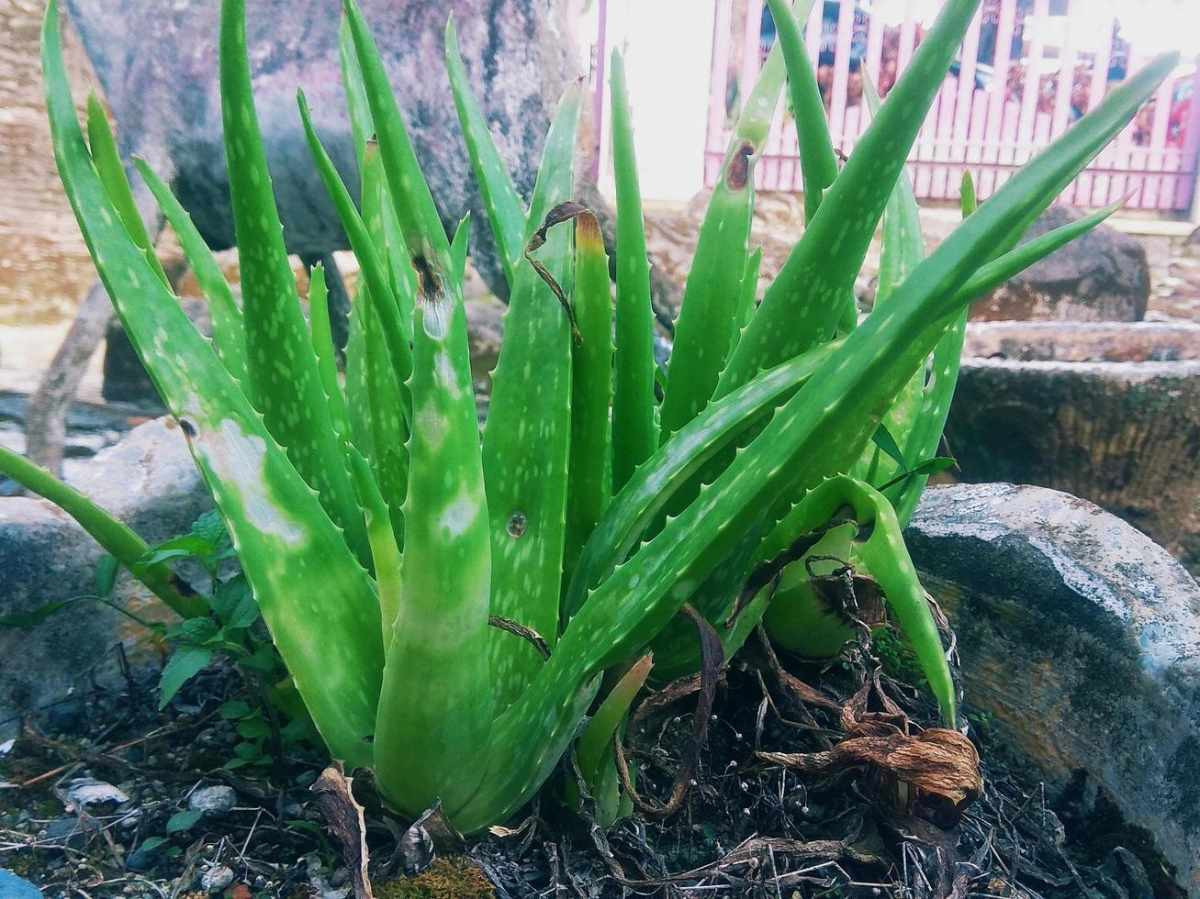 Manfaat aloevera