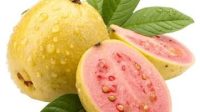 manfaat jambu biji