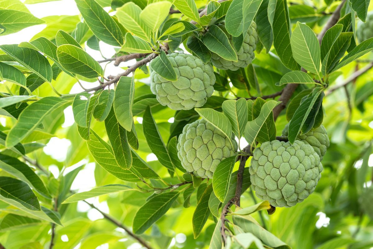 manfaat daun serikaya