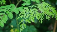 manfaat daun kelor