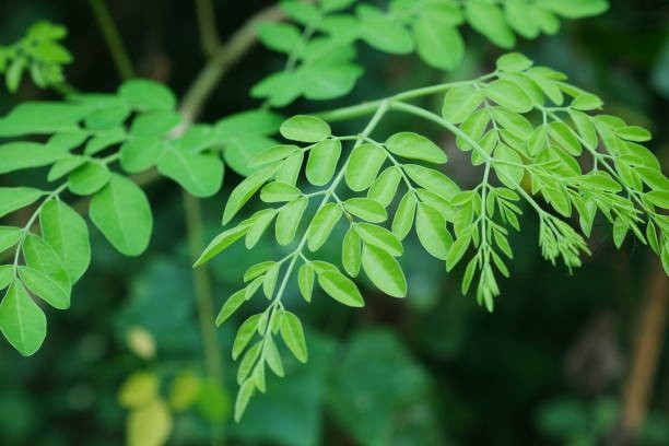 manfaat daun kelor