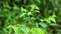 Daun Katup