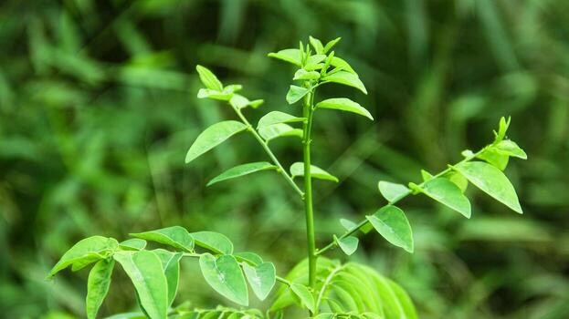 Daun Katup