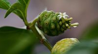 manfaat buah mengkudu