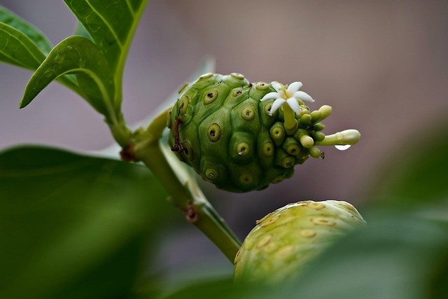 manfaat buah mengkudu