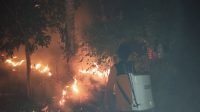 kebakaran lahan Tojo Una-Una