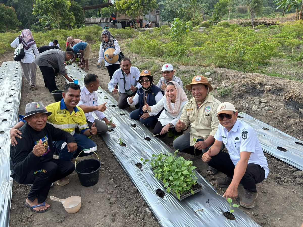Palu Tanam Cabai