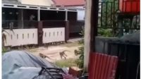 monyet serang warga Tembilahan