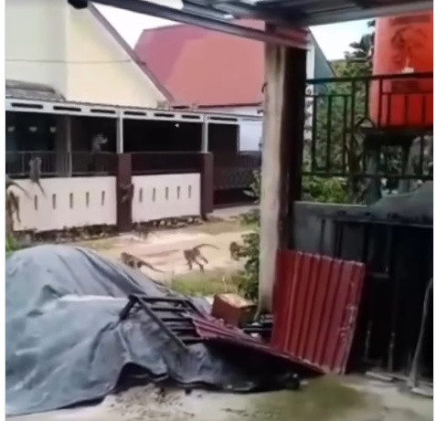 monyet serang warga Tembilahan