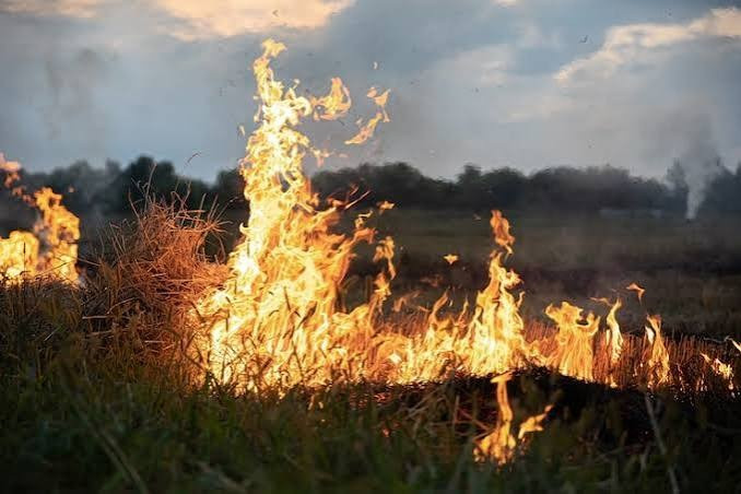 Kemenhut Sanksi Perusahaan Kehutanan