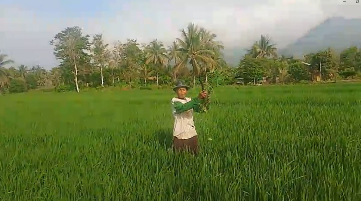kekeringan Parigi Moutong
