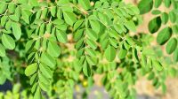 upload-1788831326935 daun kelor