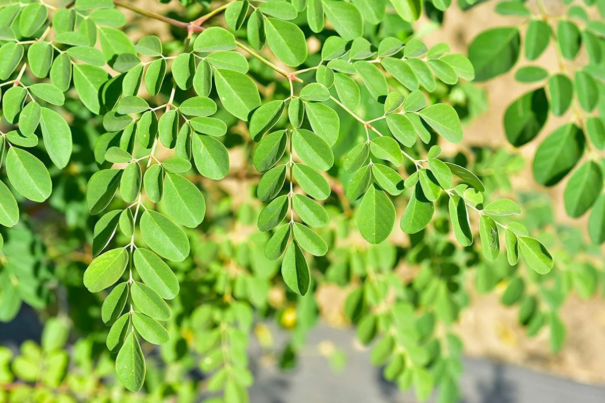 daun kelor