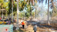 Kebakaran Hutan Lahan Ampana Tete