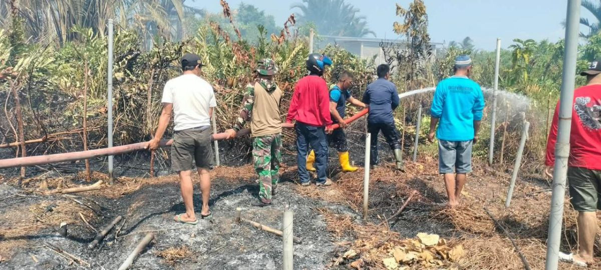 Kebakaran Perkebunan Sagu Buol