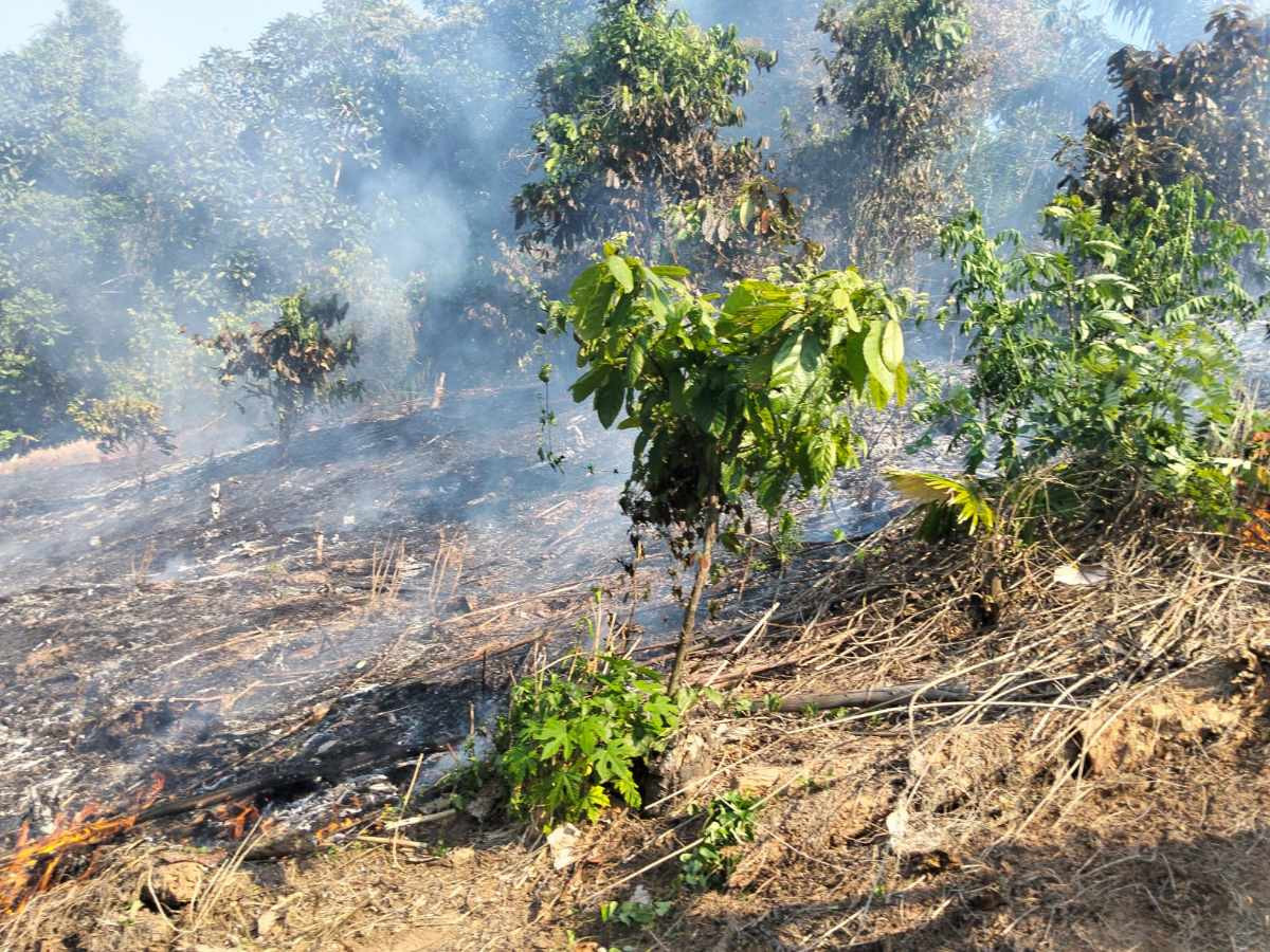Kebakaran Lahan Kebun